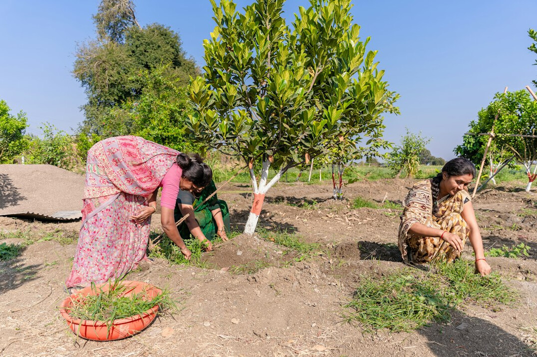 people planting trees
